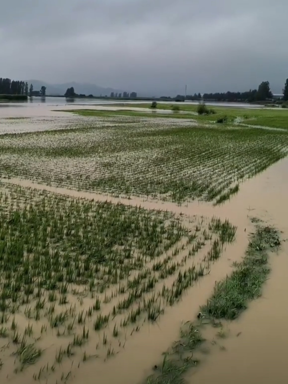 大米之乡五常：当即将丰收的“稻花香”遇上暴雨