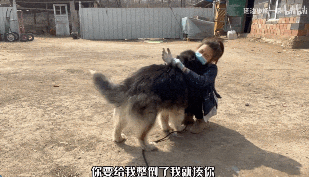 小杨帮旺财梳毛就累得够呛