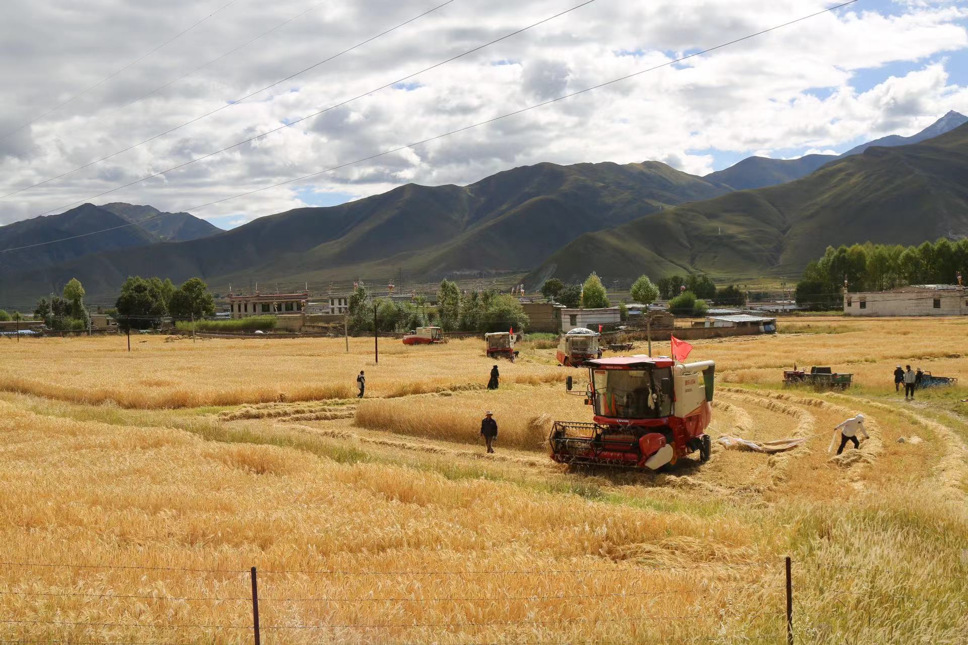 墨竹工卡青稞飘香秋收忙