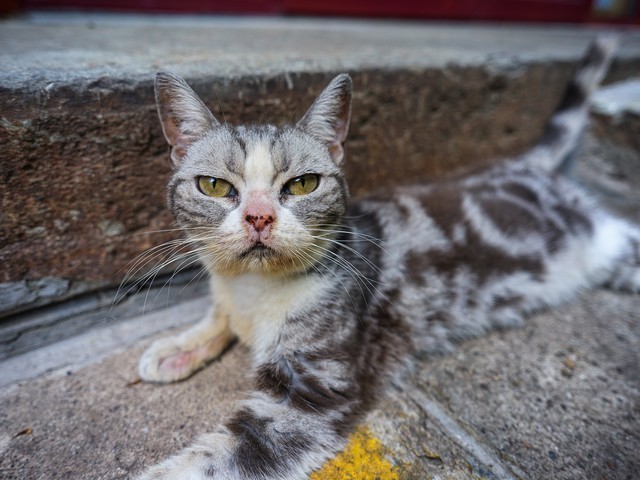 哈苏XCD 4/28P评测:轻量化高素质的入门级广角镜头