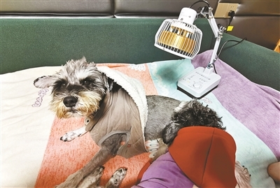 正在接受红外线理疗的“发财”