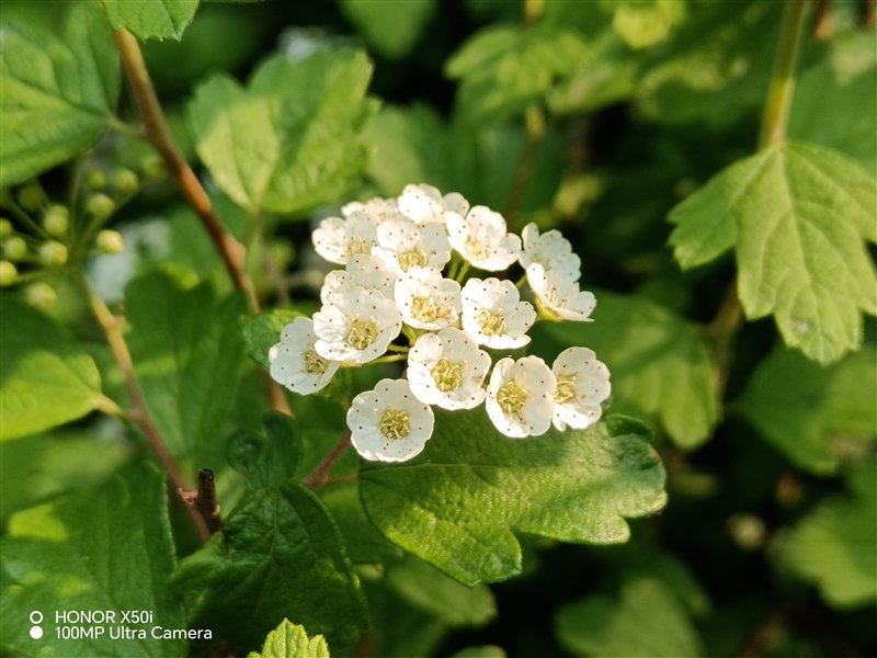 一亿像素兼顾轻薄!荣耀X50i评测:超大双存千元行列新标杆