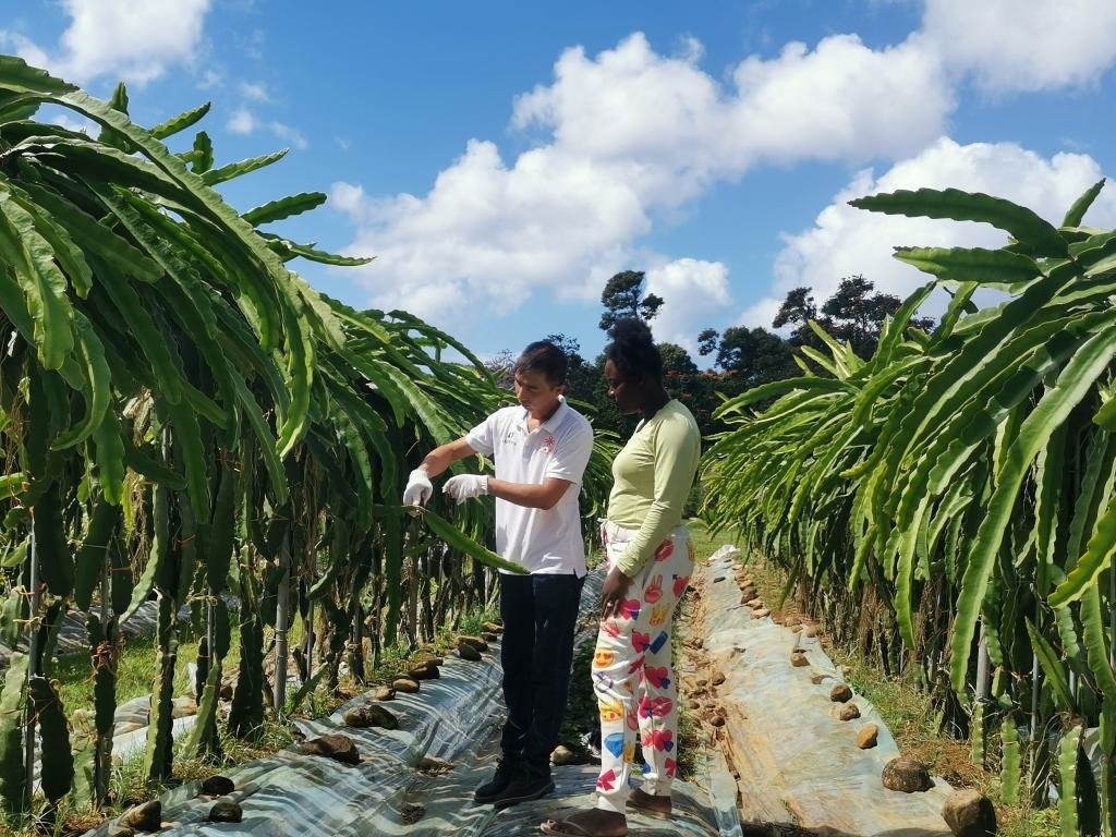 1月21日，在中国-多米尼克现代农业中心，中国农业专家凤欢（左一）剪下火龙果枝条，作为种苗送给当地农户。（图片为受访者提供）