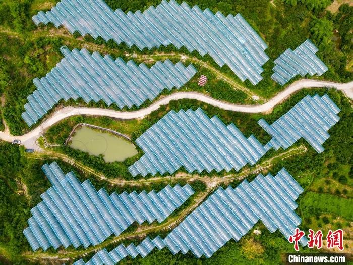 航拍九树村李园,农业大棚整齐划一。 冉孟军 摄