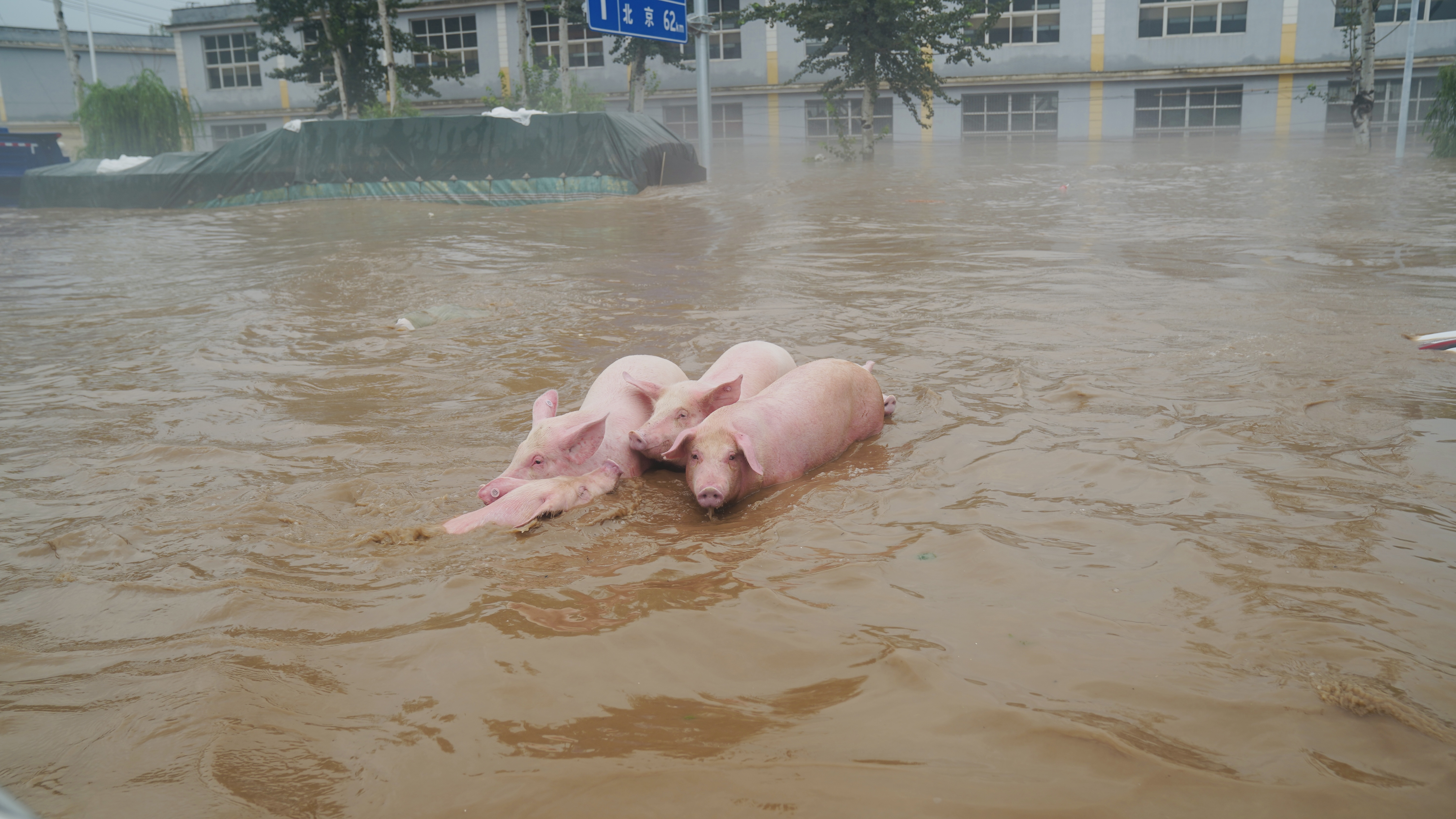东仙坡镇下胡良村水情。