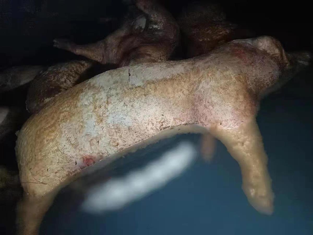 水池内发现死猪(受访者供图)