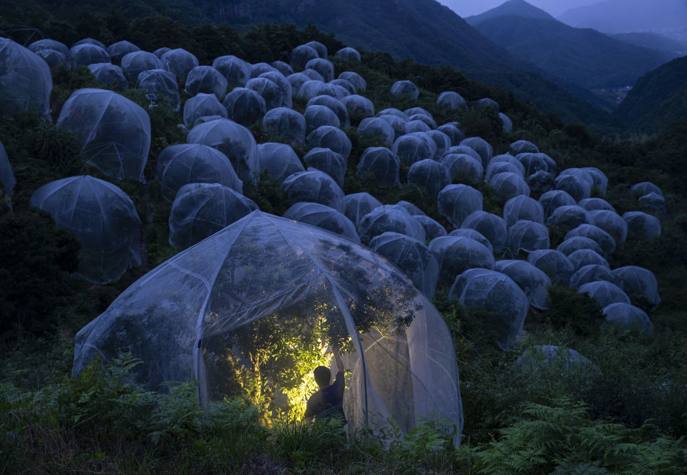 台州市黄岩区平田乡官龙村罗幔东魁杨梅基地里，一名农户在采摘杨梅。