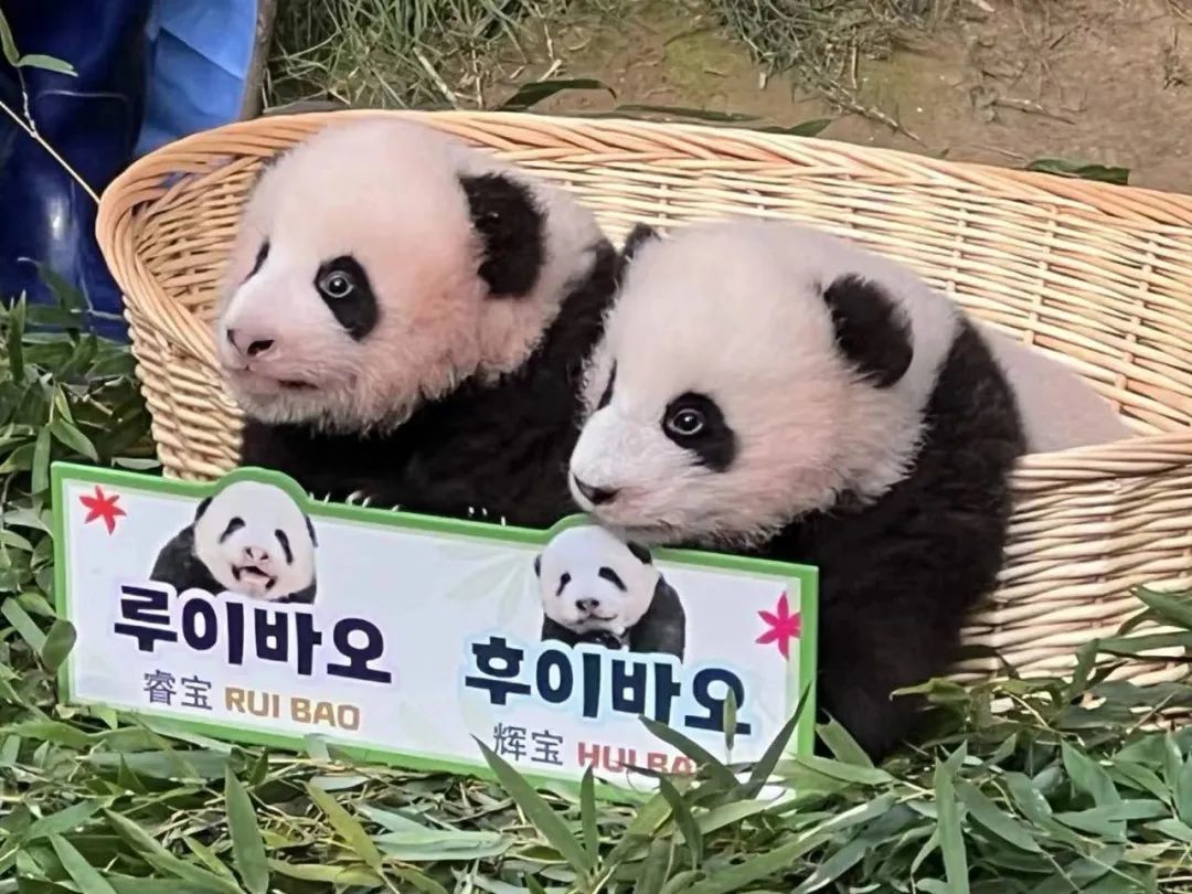 旅韩大熊猫诞生的双胞胎睿宝、辉宝一百天，由中韩民众投票命名；体现了两国人文交流的最新成果