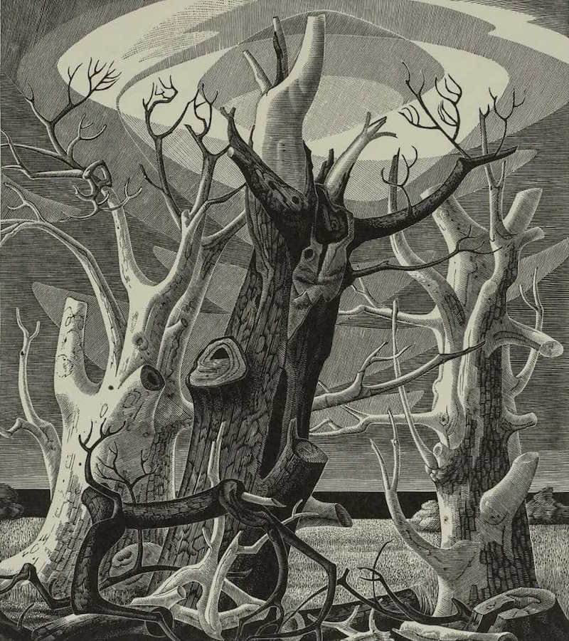 莫妮卡&middot;朴沃，《枯木》，1975年