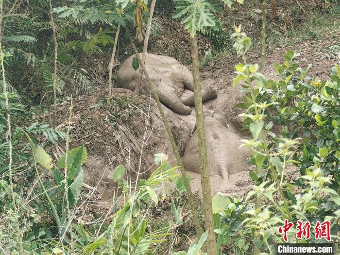 图为被困亚洲象与其同伴。 赶四 摄