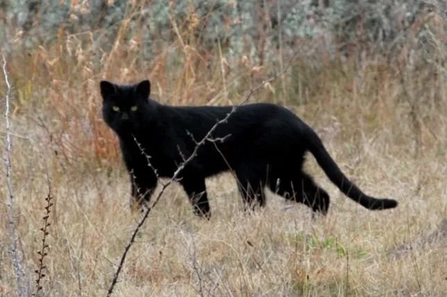 在澳大利亚内陆拍摄的大型野生野猫。/wild cats magazine