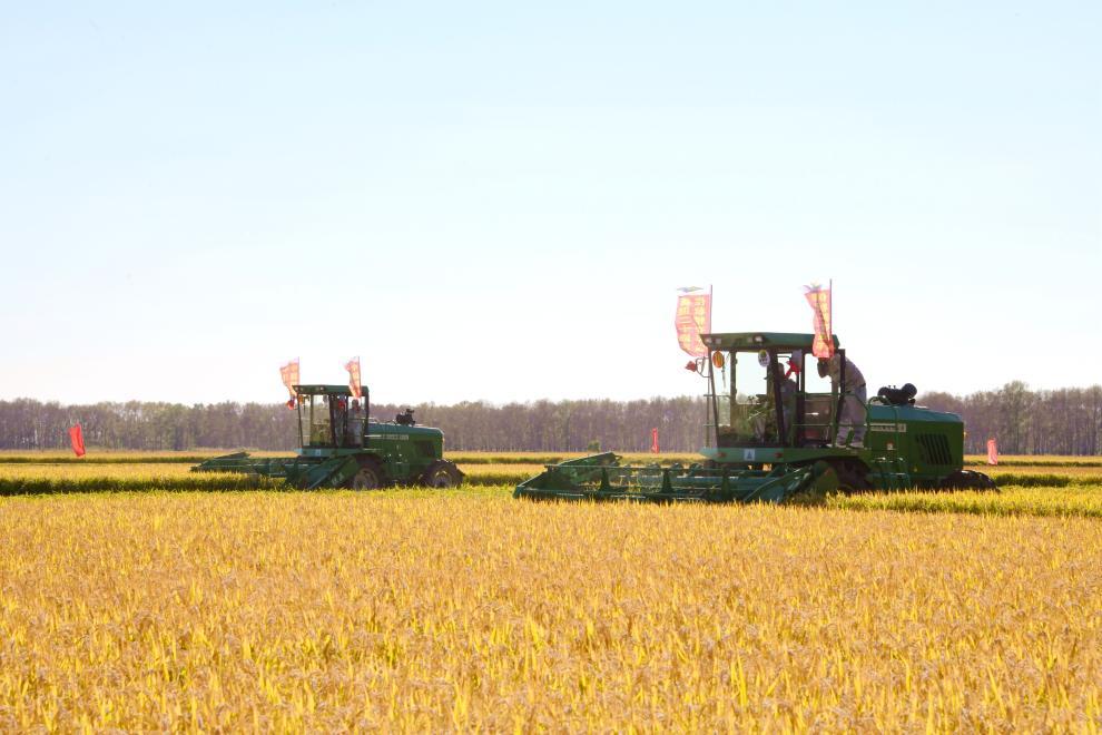 北大荒集团普阳农场有限公司第三管理区水稻种植综合标准化示范区的割晒机分段收获现场。(李道民 摄)