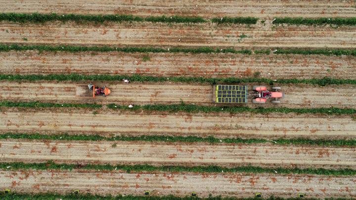 2022年9月16日，工人在宁夏银川市贺兰山东麓的沃尔丰酒庄采摘酿酒葡萄（无人机照片）。新华社记者王鹏摄