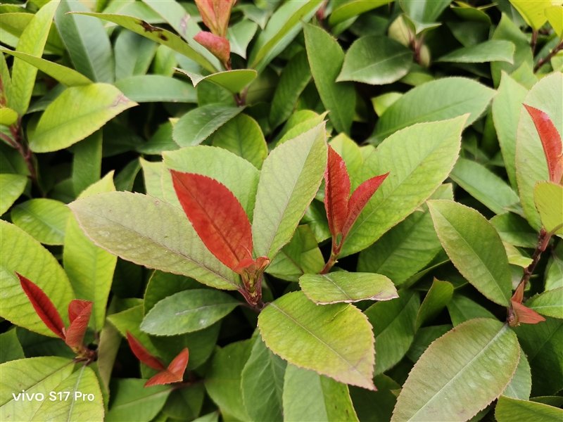 8mm机身以下我最能打!vivo S17 Pro评测:3499元轻薄手机之王