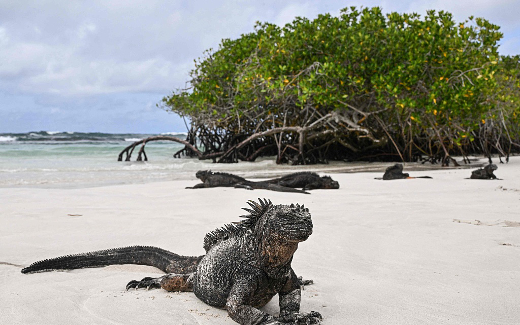 当地时间2023年5月26日，厄瓜多尔加圣克鲁斯岛的托尔图加湾，厄尔尼诺导致海水升温，黑色海鬣蜥将面临饥饿和死亡。