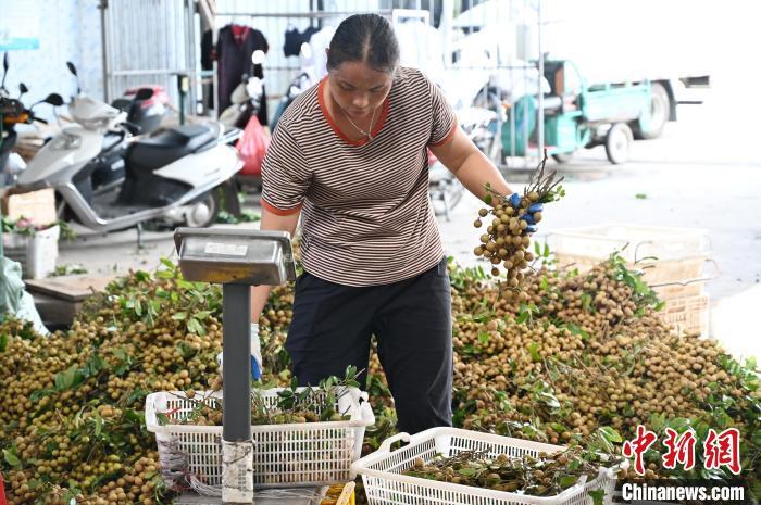 高州市分界镇江记水果专业合作社的工作人员将新鲜龙眼称重打包。　陈楚红 摄