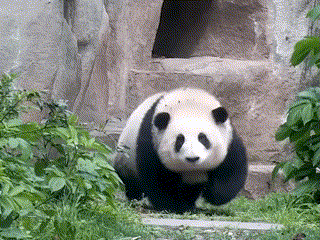熊猫“花花”听到“果赖”就过来，没毛病啊｜图源：微信