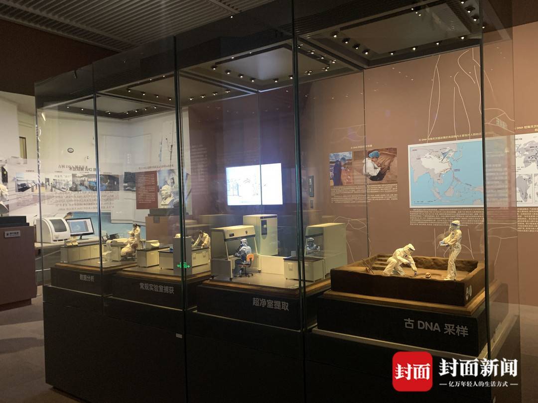 古DNA如何探寻人类起源秘密？探馆国博“中华大地百万年人类史”展_凤凰网
