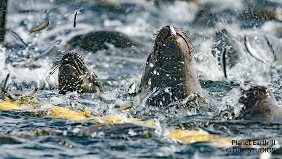 南美海狮跳进渔网里，你挤我撞地吃鳀鱼。