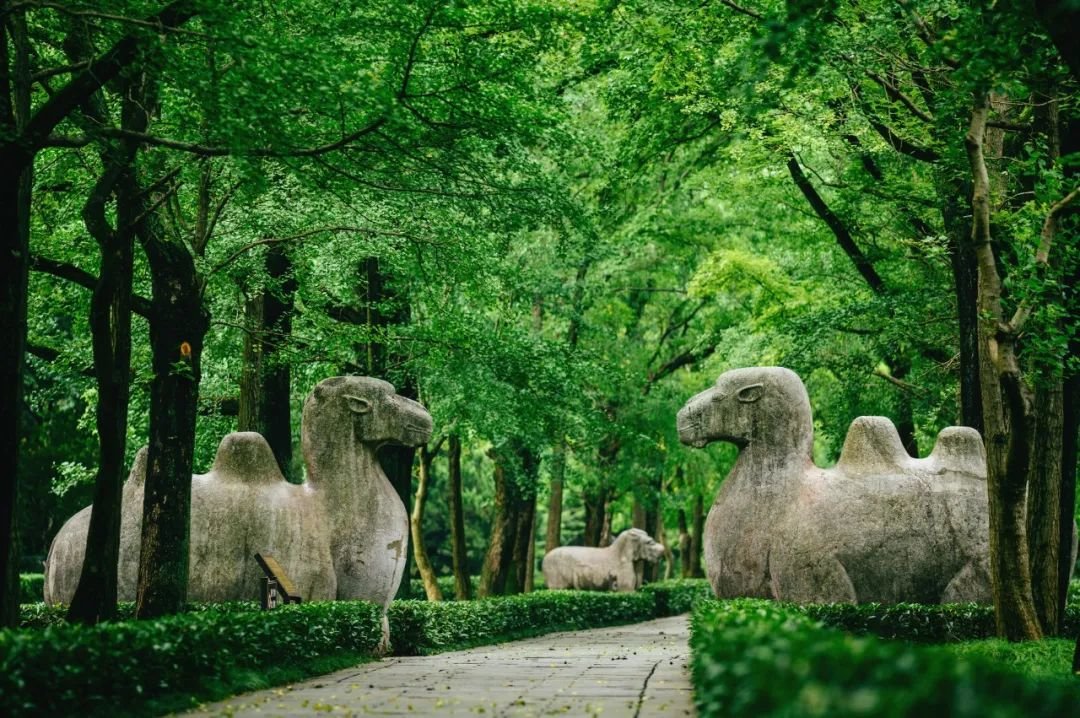 图片|南京明孝陵神道 · 摄图网 ©