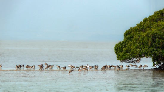 福田红树林国家级自然保护区中,鸟儿在滩涂上觅食嬉戏。鹿向荣摄