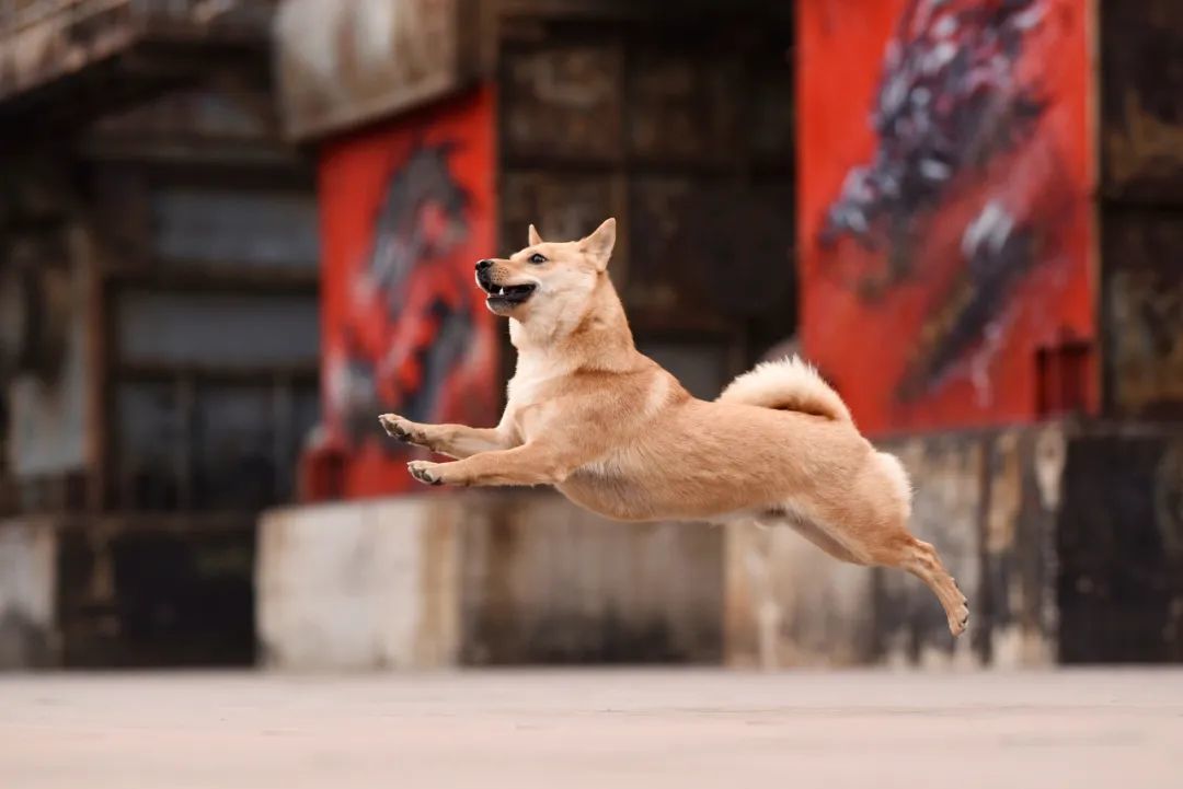 〓 中国农村广泛饲养的田园犬，在大多数城市是禁养犬种