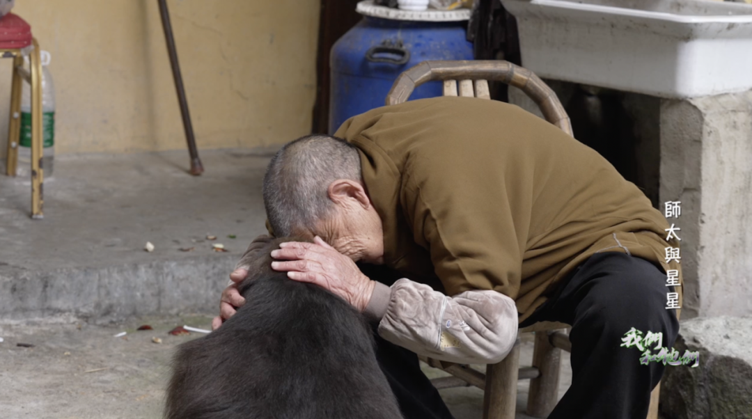 生人勿近的独臂猴被师太收养，竟成全网最慈眉善目的猴子？