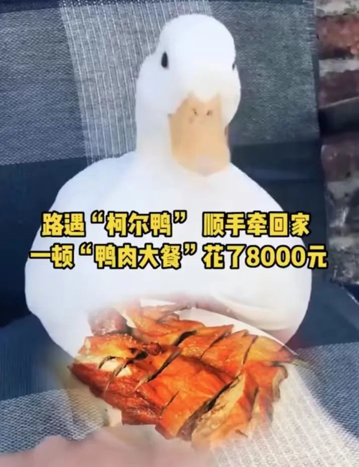 一顿“鸭肉大餐”花了8000元？上海一男子后悔不已丨鸭肉多少钱一斤现在市场价