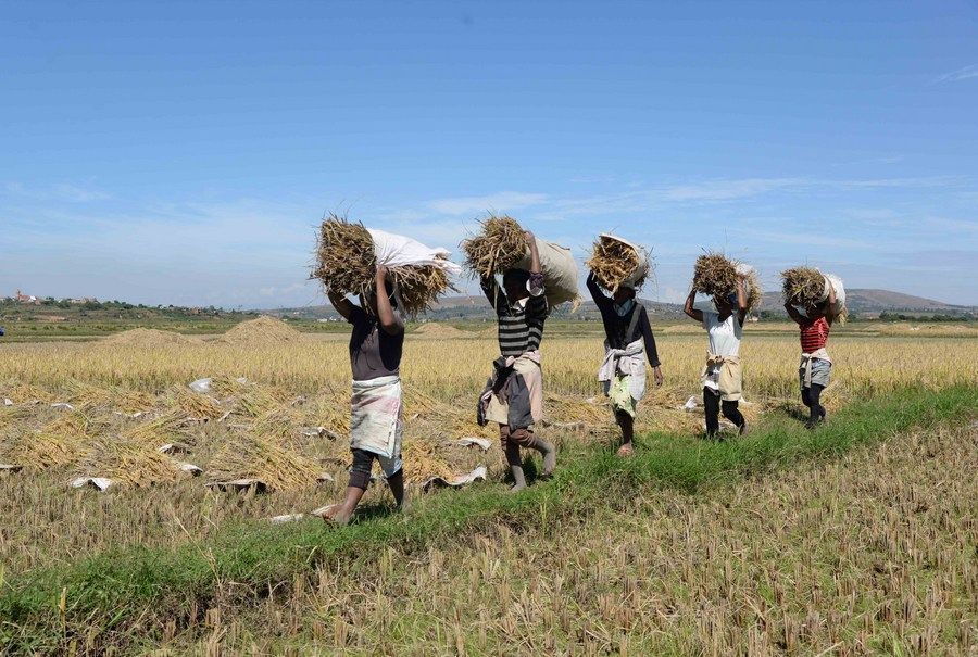 5月12日，在马达加斯加首都塔那那利佛附近马义奇镇的中国国家杂交水稻工程技术研究中心非洲分中心，当地农民在杂交水稻高产示范田内收割水稻。新华社发（西塔卡·拉乔纳里松摄）