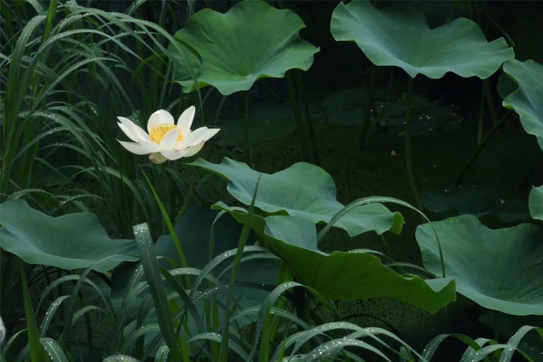 马蹄湖小景