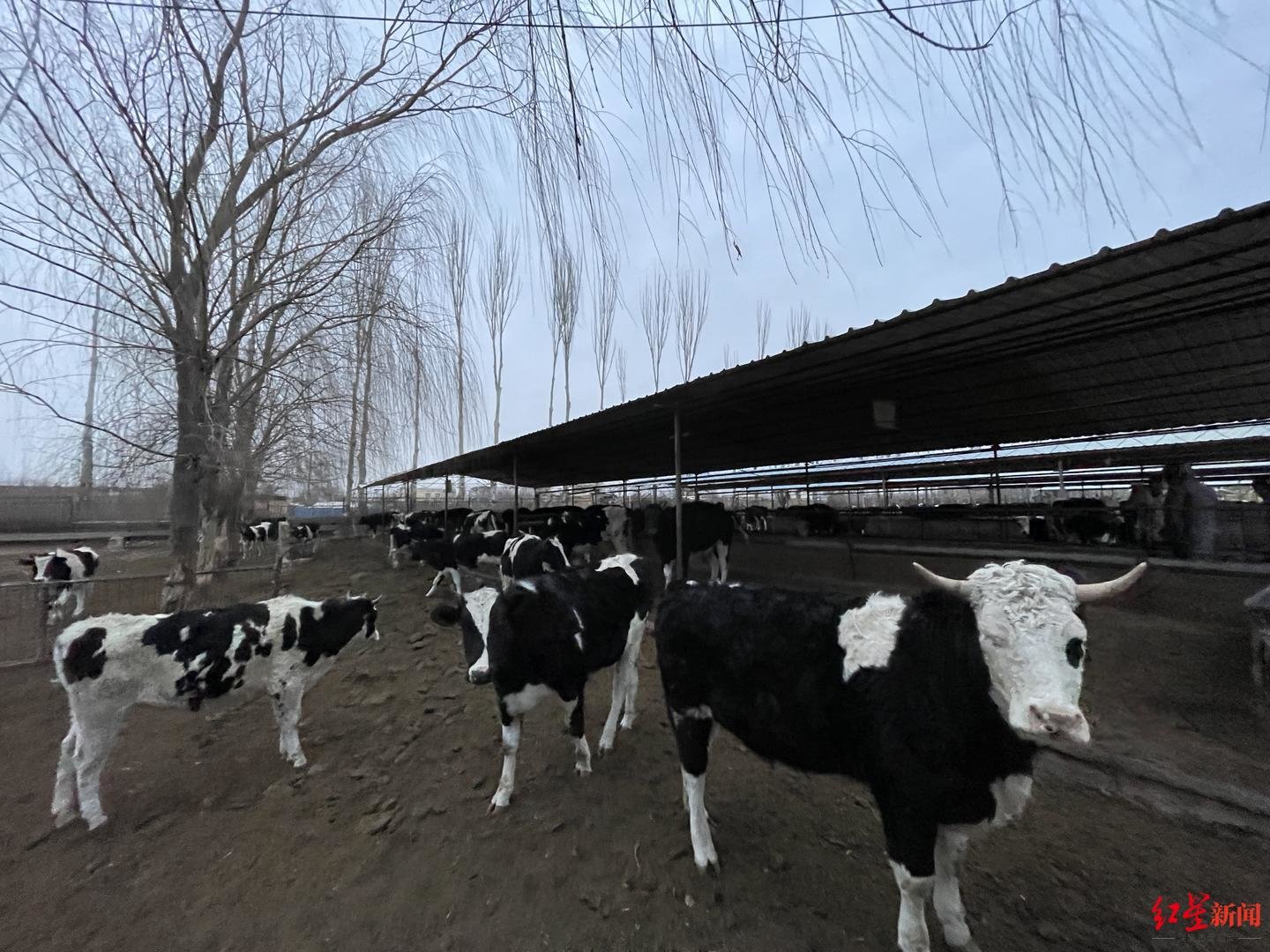 吴忠市郊区，一个奶牛养殖场里没能“及时卖出”的奶牛。