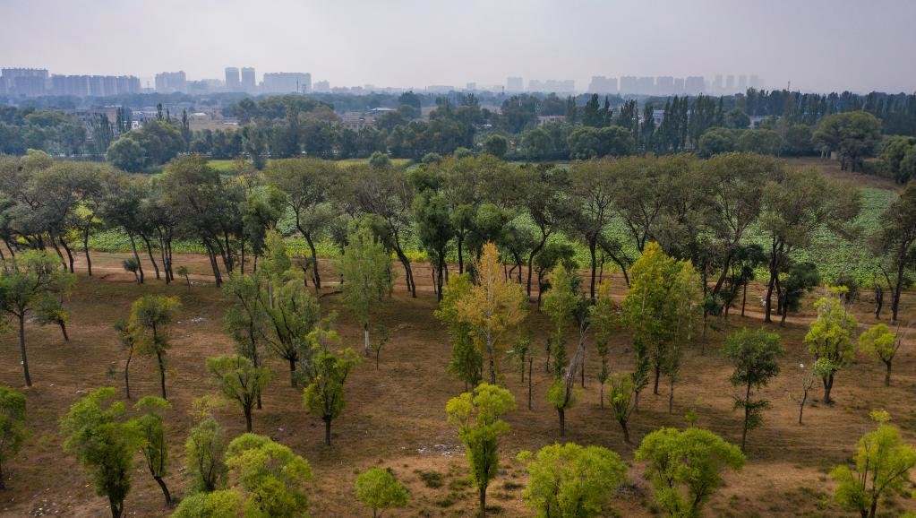 2020年9月27日拍摄的陕西省靖边县城旁的西草滩湿地公园（无人机照片）。新华社记者 陶明 摄