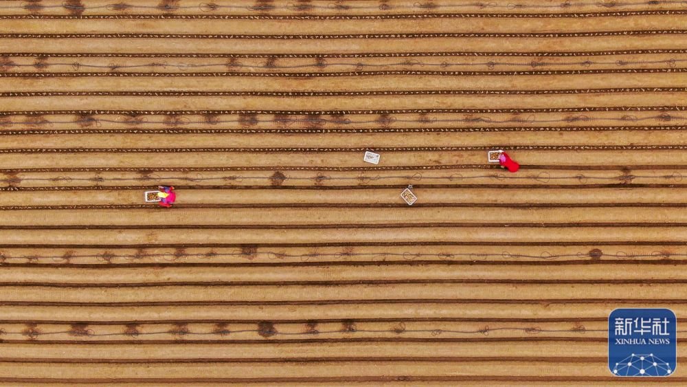 3月20日，河北省唐山市丰南区唐坊镇义和庄村农民在田间播种生姜（无人机照片）。新华社发（李秀清摄）