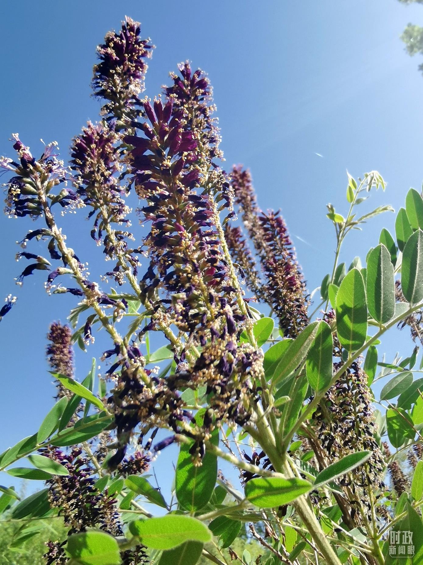 △新华林场内种植的紫穗槐。（总台央视记者杨波拍摄）