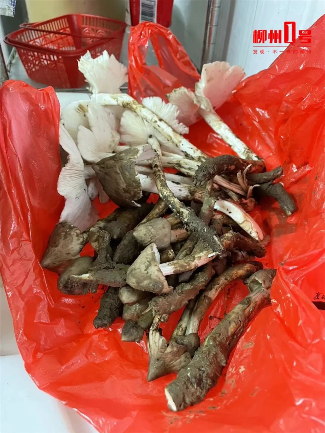 新鲜采摘的鸡枞菌