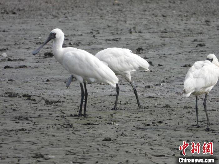 黑脸琵鹭现身广东海丰湿地 广东省林业局 供图