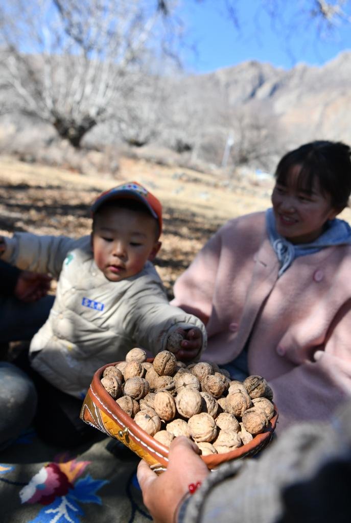 核桃是拉岗村村民日常必备的美味（2月1日摄）。新华社记者晋美多吉 摄