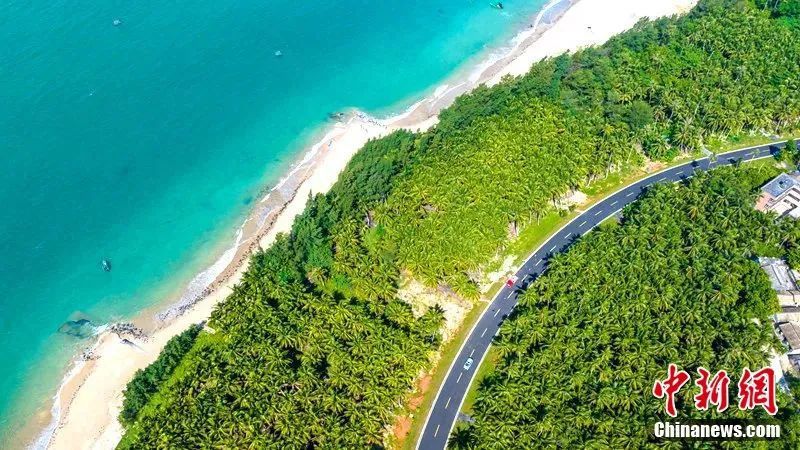 图为海南环岛旅游公路文昌东郊椰林段.骆云飞 摄