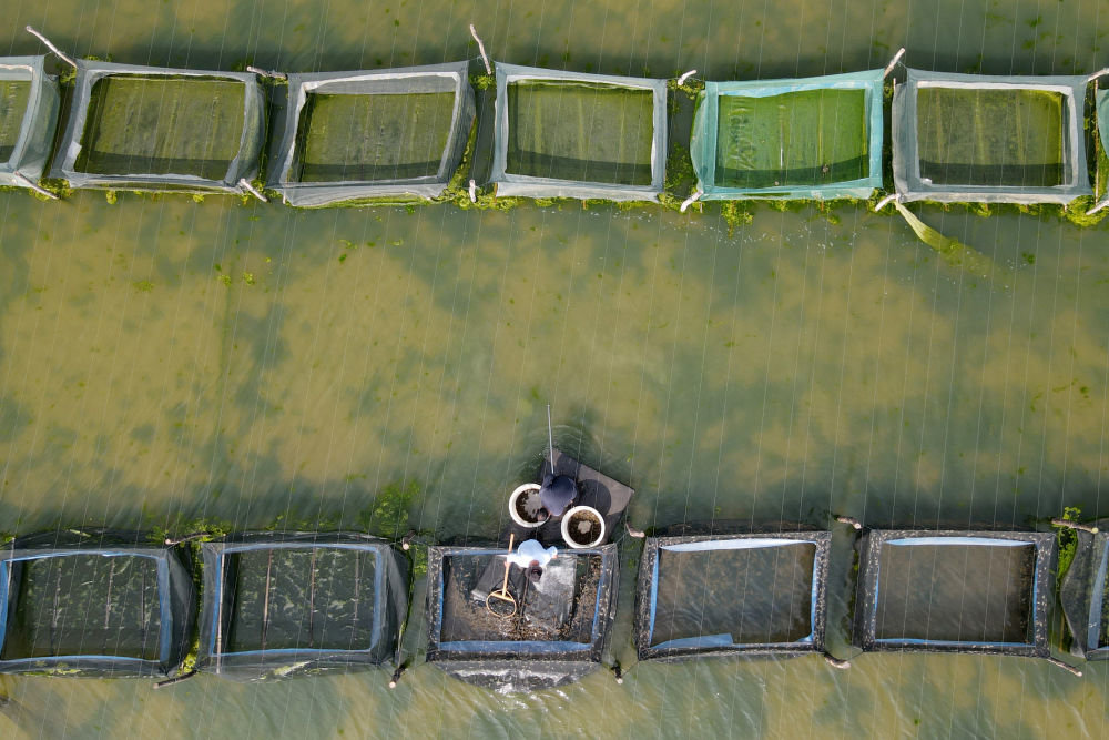 ▲3月9日,在安徽省蚌埠市五河县申集镇,蟹农从网箱中捞出培育好的蟹苗。