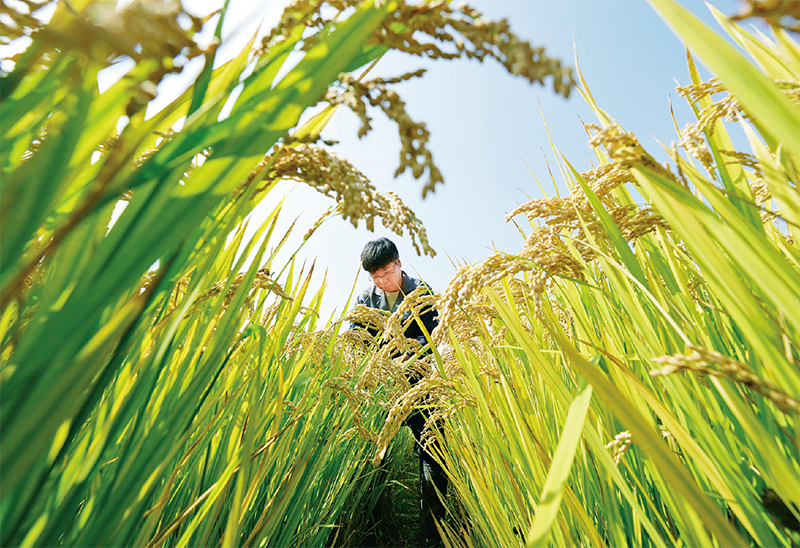 近年来，河北省唐山市通过盐碱地土壤科学改良、耐碱作物品种培育、适用耕作技术研究应用等系列治理措施，在盐碱地上开发建设了高标准农田88.6万亩，有效提高盐碱地利用水平。图为2023年10月11日，农业科研人员在唐山市曹妃甸区第五农场盐碱地改良而成的高标准稻田内工作。 新华社记者 杨世尧/摄
