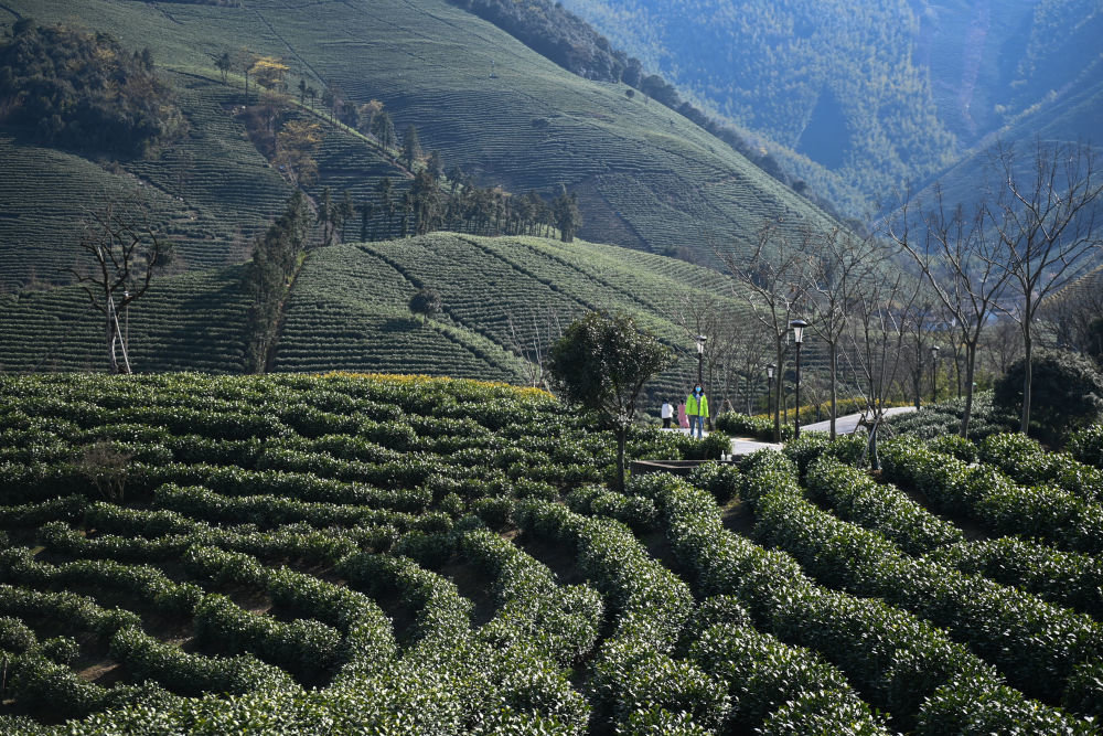 这是2月21日拍摄的浙江省安吉县溪龙乡黄杜村万亩茶园。新华社记者 黄宗治 摄