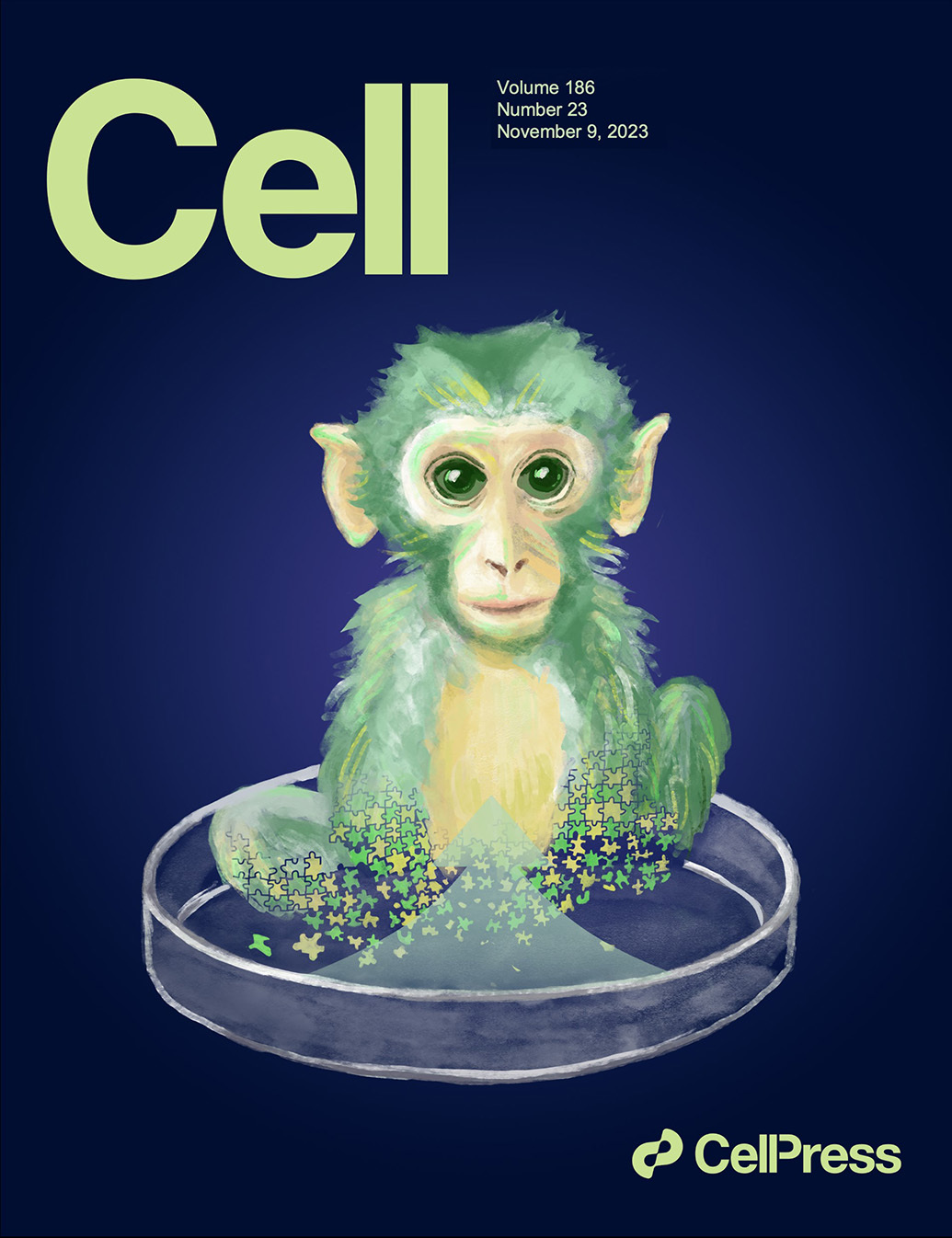 中国科学家构建胚胎干细胞嵌合体猴,成果登上《Cell》封面_凤凰网