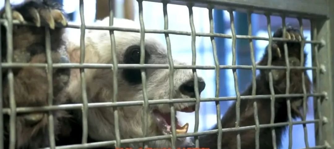 被质疑遭受“虐待”的旅美大熊猫 总算要接回来了