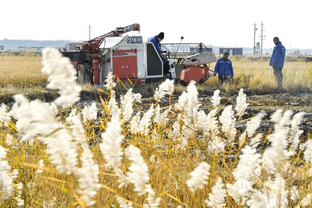 在吉林省大安市海坨乡盐碱地生态修复治理示范基地，农民驾驶收割机收割水稻（2022年10月12日摄）。新华社记者 许畅 摄