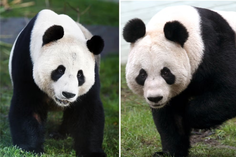大熊猫“阳光”（左）和“甜甜”（右），资料图，图源：英国《独立报》