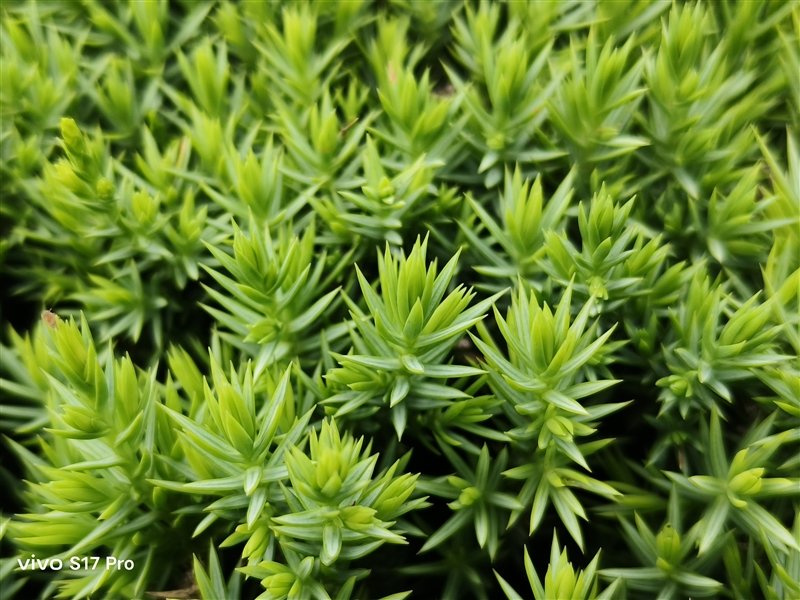 8mm机身以下我最能打!vivo S17 Pro评测:3499元轻薄手机之王