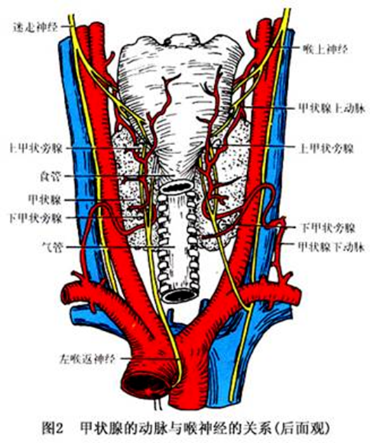 甲状腺周围分布丰富的血管和神经，手术有可能影响喉返神经和声带功能，短暂失声是其中一种并发症。（图/@头颈医学影像联盟）