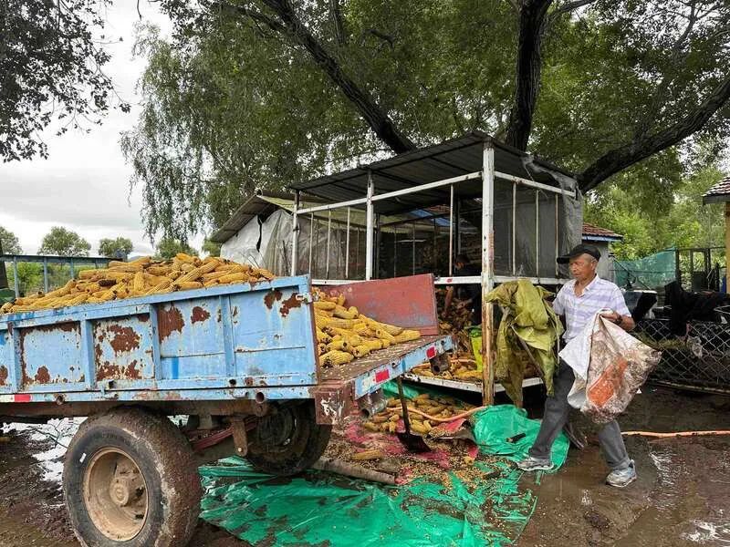 8月7日，舒兰市七里乡杨家村，徐海祥和儿子正在冲洗苞米。中青报·中青网记者 张均斌/摄