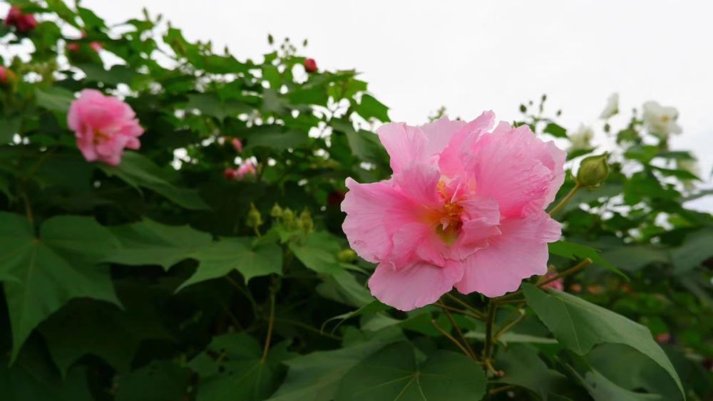 成都市花——芙蓉花。成都武侯区委宣传部供图