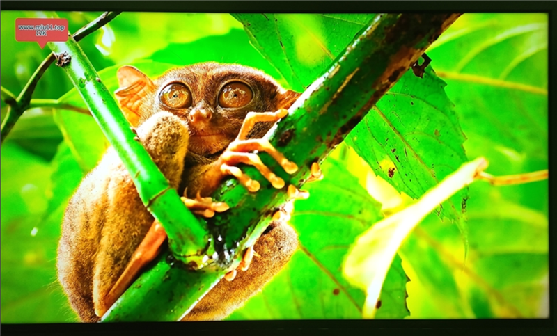 万元以内没有对手!小米电视 S Pro Mini LED 85寸评测:延迟接近于0 全屏亮度超900nit